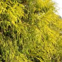 Chamaecyparis pisifera 'Filifera Aurea' feuillage
